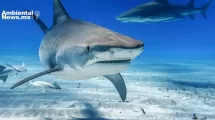 ANWEB Una de cada siete especies de tiburones y rayas de aguas profundas en peligro de extincion por sobrepesca