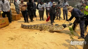ANWEB Autoridades colombianas devuelven 11 ejemplares de cocodrilos del Orinoco a su habitat natural