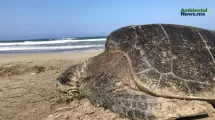 ANWEB Documentan alta mortandad de Tortuga Caguama