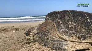 ANWEB Documentan alta mortandad de Tortuga Caguama