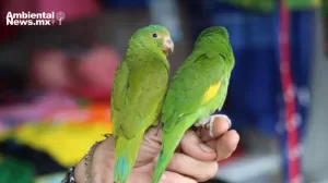 ANWEB El comercio ilegal de mascotas salvajes Una amenaza para la salud y la conservacion