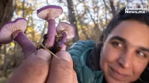 ANWEB National Geographic presenta el documental Flora Fauna y Funga en el Festival de Cine Santiago Wild