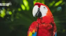 ANWEB Renace la esperanza para la guacamaya roja en Guatemala Nacen nueve pichones en reserva de Peten