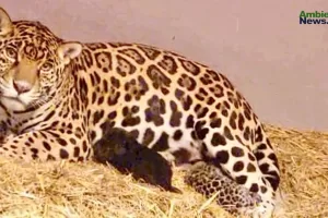ANWEB Tres cachorros de jaguar ven la luz en el Centro de Conservacion de Fauna Silvestre