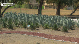 ANWEB UANL impulsa la conservacion de la flora y fauna nativa con dos nuevos jardines etnobiologicos