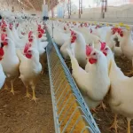 Empresas aún pendientes de cumplir con el consumo de huevos libres de jaula: HSI