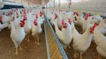 Empresas aún pendientes de cumplir con el consumo de huevos libres de jaula: HSI