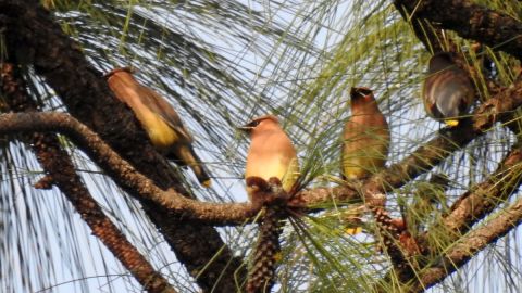 Alerta ambiental: el 49% de las aves globales están desapareciendo