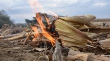 El costo oculto de la quema de rastrojos para los agricultores y la naturaleza