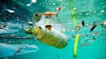 Revelan efectos de los contaminantes en la vida marina
