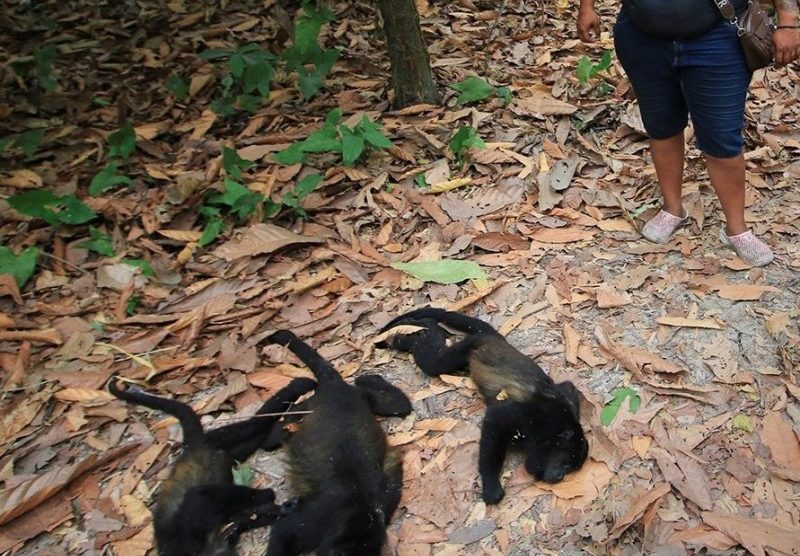 Van 138 monos saraguatos muertos en Chiapas y Tabasco