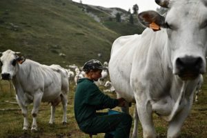 Dinamarca impone impuesto a la flatulencia de animales: un hito global