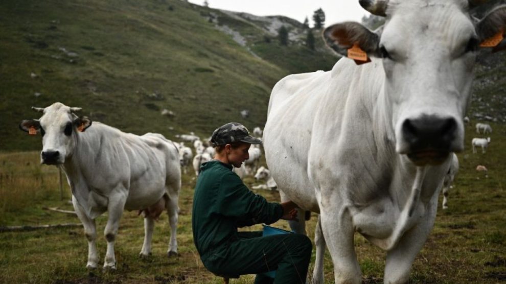 Dinamarca impone impuesto a la flatulencia de animales: un hito global