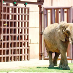 Tras años de maltrato, elefantas se integran a nuevo hábitat
