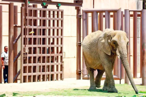 Tras años de maltrato, elefantas se integran a nuevo hábitat