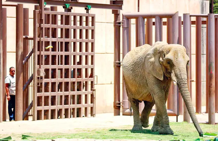 Tras años de maltrato, elefantas se integran a nuevo hábitat