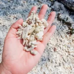 La muerte masiva de corales revela una emergencia ambiental en México