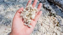 La muerte masiva de corales revela una emergencia ambiental en México