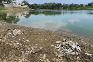 La PMA está restaurando los cuerpos de agua en Veracruz