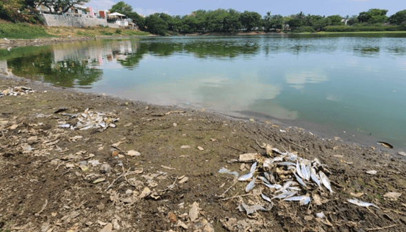 La PMA está restaurando los cuerpos de agua en Veracruz