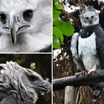 Bioparque La Reserva de Cota busca preservar al águila arpía en Colombia