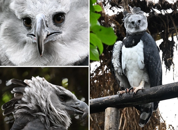 Bioparque La Reserva de Cota busca preservar al águila arpía en Colombia