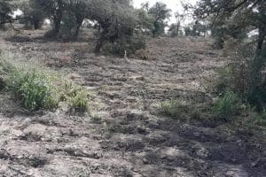 ONU advierte: México en una encrucijada ambiental.