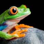 No subestimes a las ranas: son vitales para el medioambiente