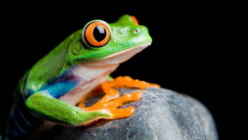 No subestimes a las ranas: son vitales para el medioambiente