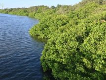 Activistas demandan la recuperación de manglares en Tampico en el día internacional