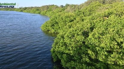 Activistas demandan la recuperación de manglares en Tampico en el día internacional