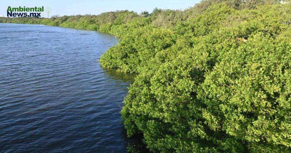 Activistas demandan la recuperación de manglares en Tampico en el día internacional