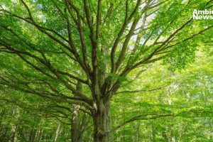 ANWEB El sorprendente hallazgo Arboles que absorben metano ¿Que significa para el calentamiento global