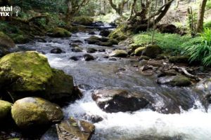 Los Dinamos: un paraíso ecoturístico en la CDMX que promueve la conservación ambiental