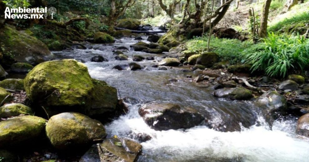 Los Dinamos: un paraíso ecoturístico en la CDMX que promueve la conservación ambiental