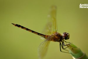 Un nuevo estudio revela el sorprendente rol de las libélulas en la detección de mercurio