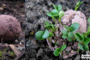 Bombas de Vida Innovador Método de Reforestación en Edomex