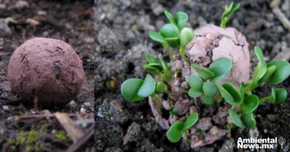 Bombas de Vida Innovador Método de Reforestación en Edomex