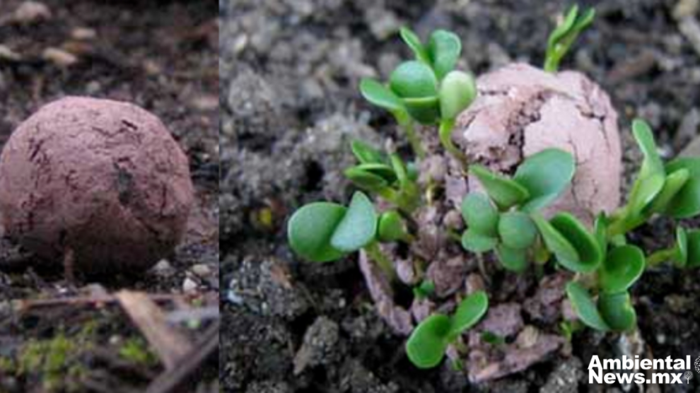 Bombas de Vida Innovador Método de Reforestación en Edomex