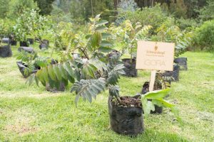 Schwarzkopf Professional lidera con responsabilidad ambiental: siembra de árboles nativos