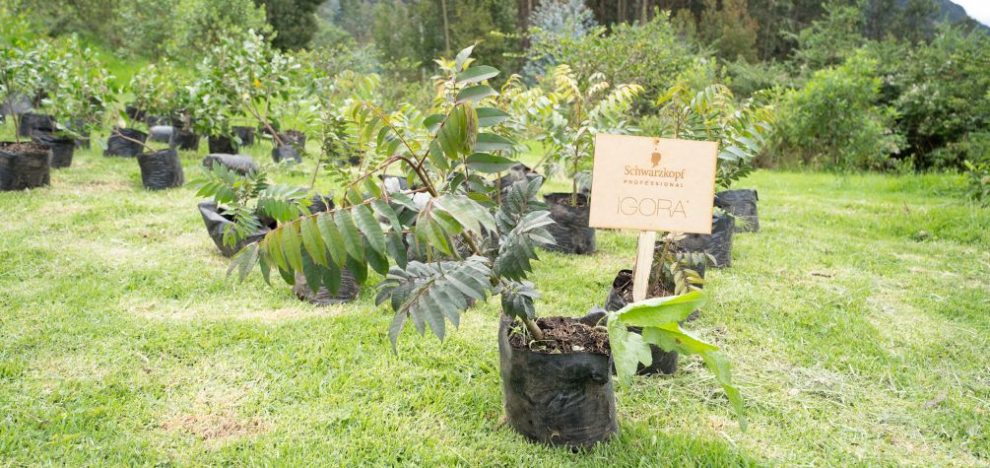 Schwarzkopf Professional lidera con responsabilidad ambiental: siembra de árboles nativos