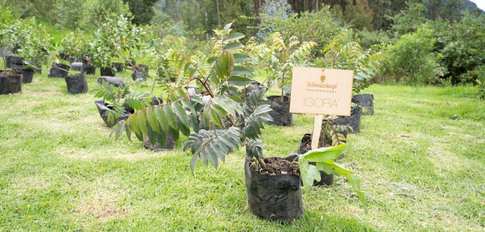 Schwarzkopf Professional lidera con responsabilidad ambiental: siembra de árboles nativos