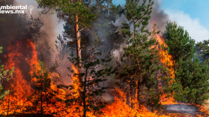 FAO advierte el cambio climático está desgastando nuestros bosques a un ritmo alarmante