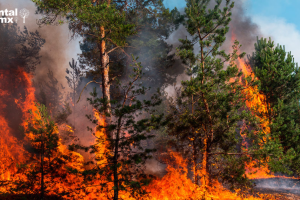 FAO advierte el cambio climático está desgastando nuestros bosques a un ritmo alarmante