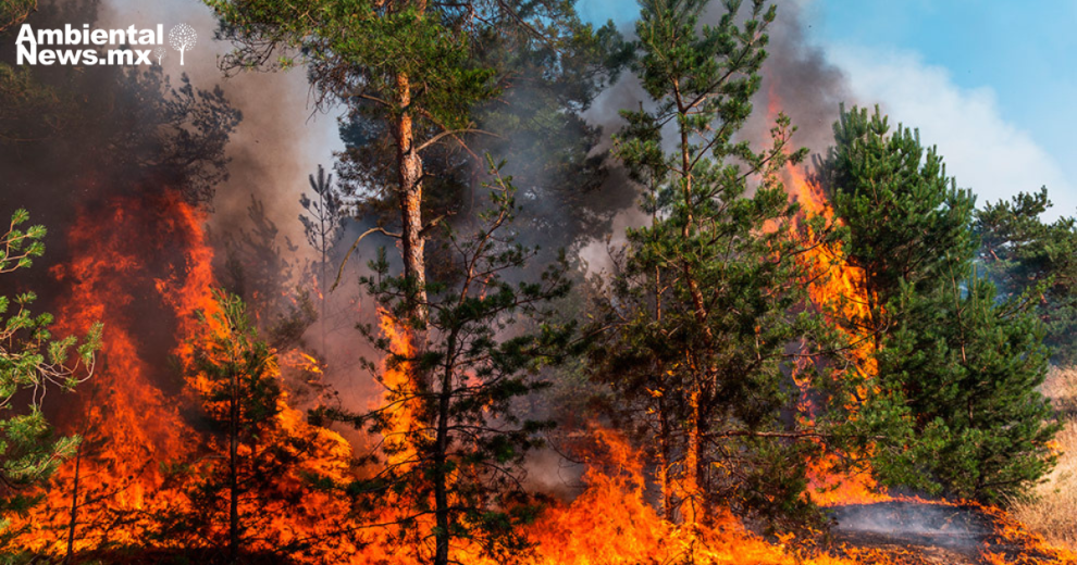 FAO advierte el cambio climático está desgastando nuestros bosques a un ritmo alarmante