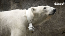 Las etiquetas GPS están protegiendo a los osos polares del cambio climático