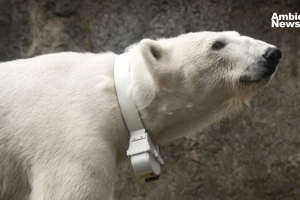 Las etiquetas GPS están protegiendo a los osos polares del cambio climático