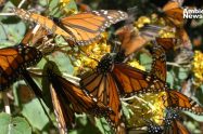 Las mariposas pueden polinizar las flores gracias a la electricidad