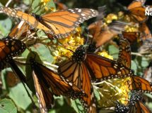 Las mariposas pueden polinizar las flores gracias a la electricidad