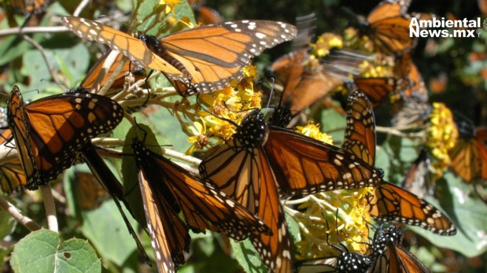 Las mariposas pueden polinizar las flores gracias a la electricidad